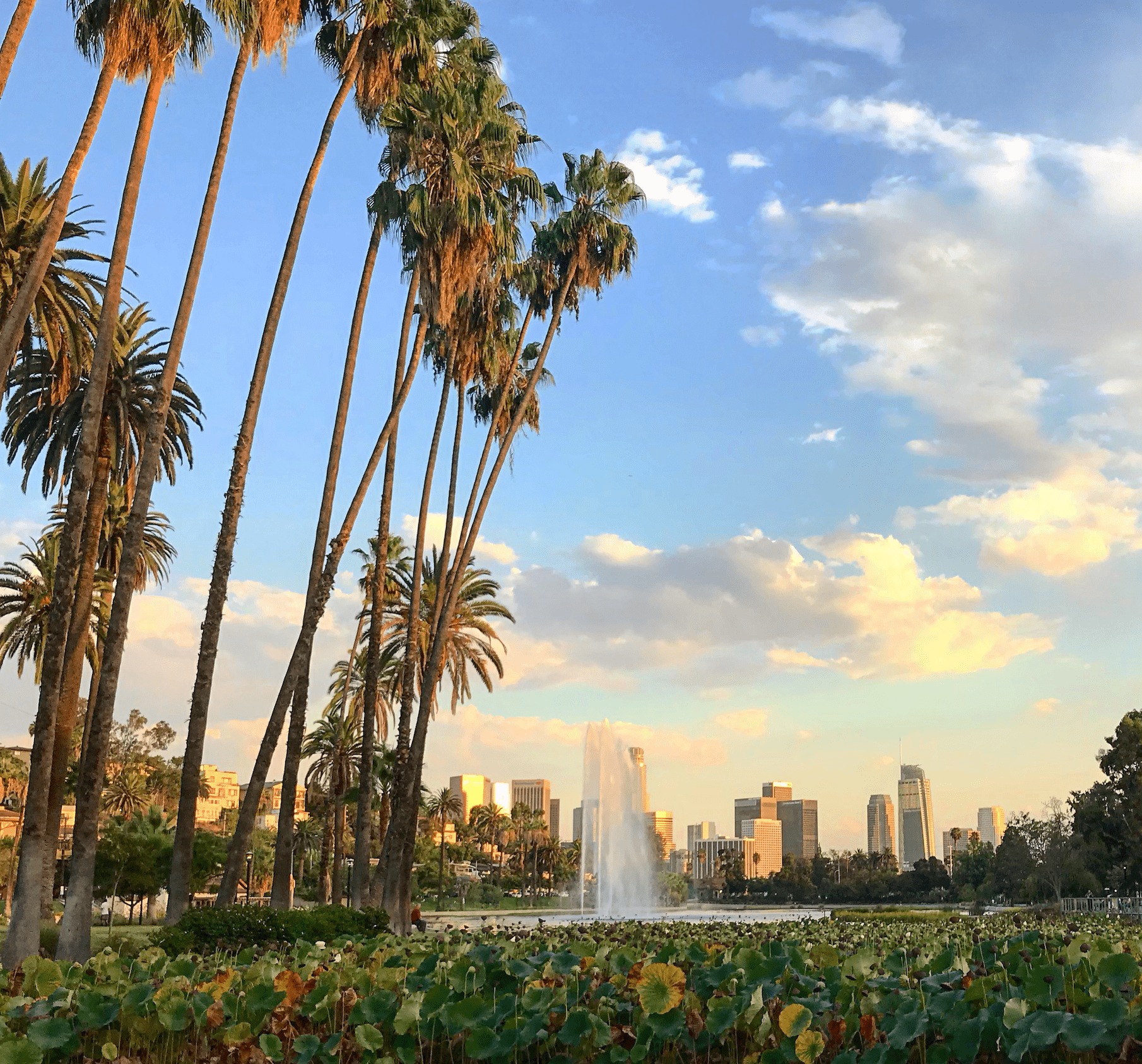 Echo Park Lake with lotus flowers and the Downtown LA skyline behind.